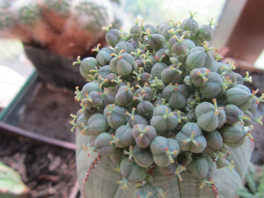 Euphorbia obesa plody