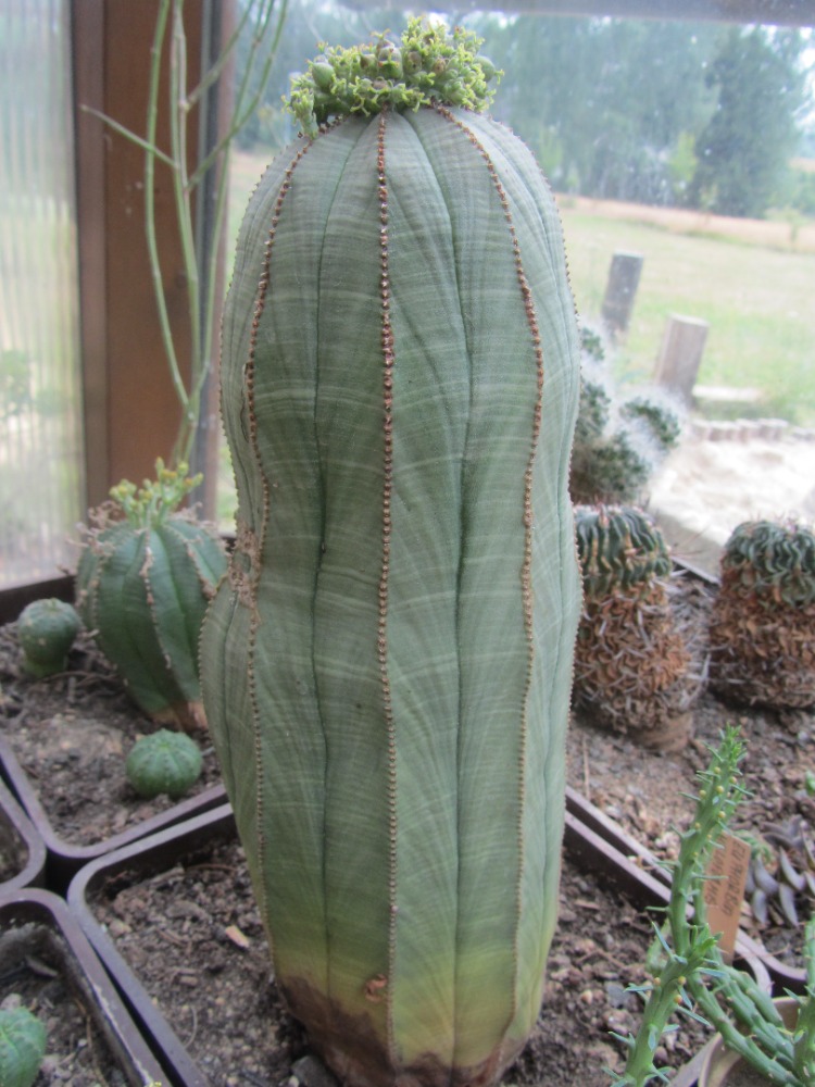 Euphorbia obesa