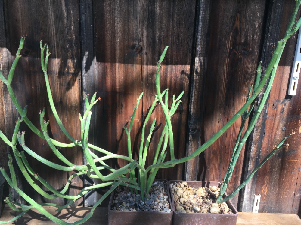 Euphorbia phosphorea