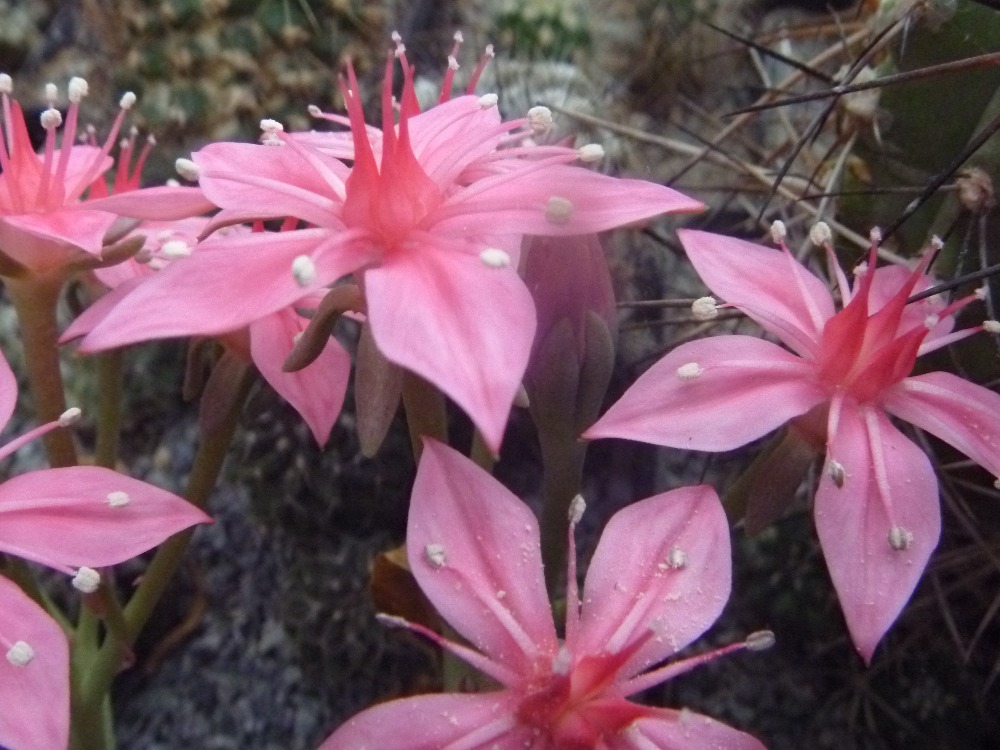 Graptopetalum bellum květy