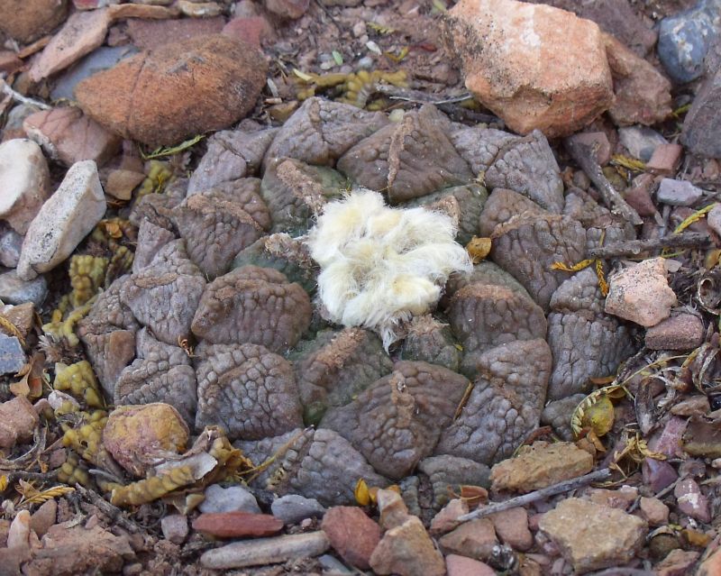 PT 119 Ariocarpus fissuratus Cerrano, Durango - nová lokalita !