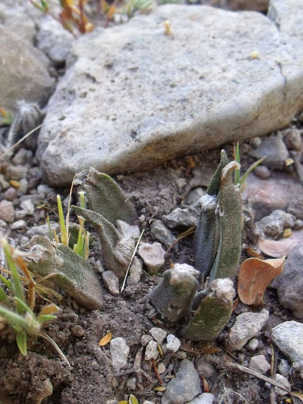 PT Ariocarpus agavoides, před La Providencia