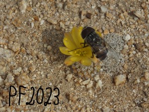 pf-2023-horal.jpg